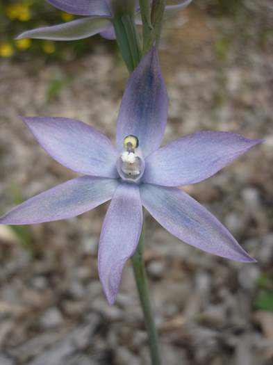 Thelymitra - Blue lady orchid P1150554.JPG